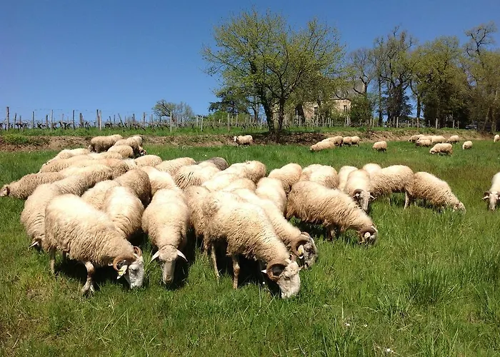 Chateau Fauchey * 卡迪拉克